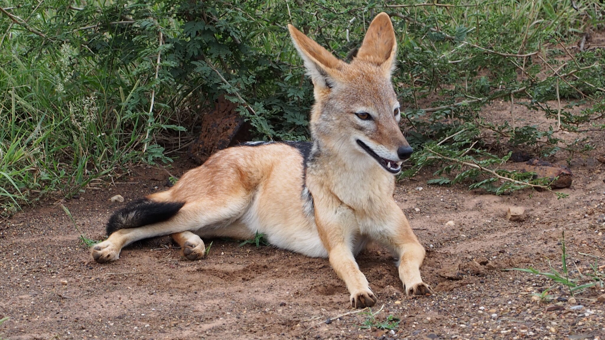 Ethiopian wolf – Planetb612